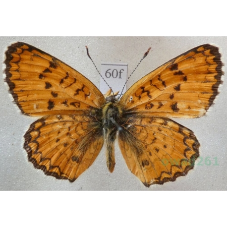 Melitaea arduinna evenescens Staudinger, 1886 Tadjikistan60f